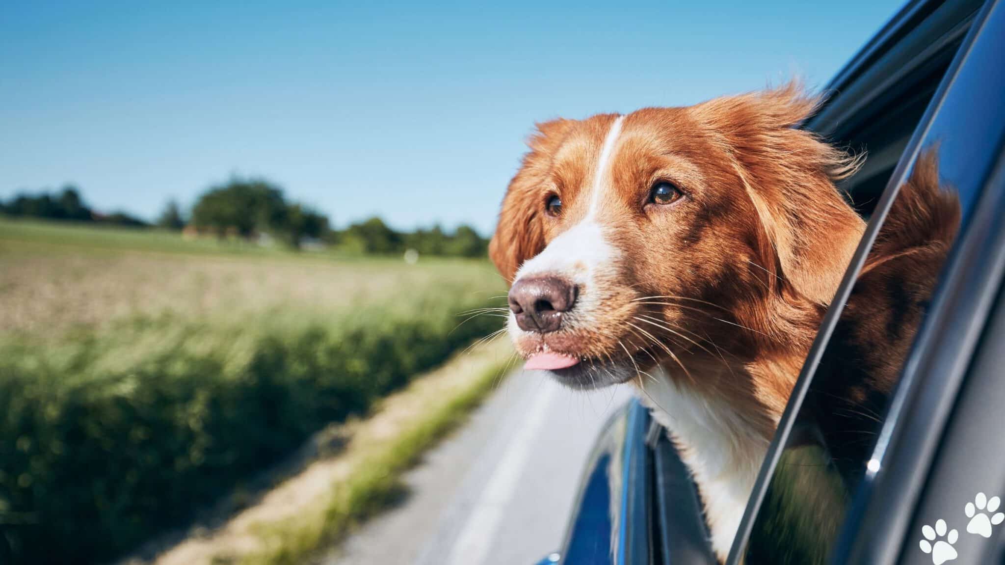 hansemerkur tierversicherung krankenversicherung hund