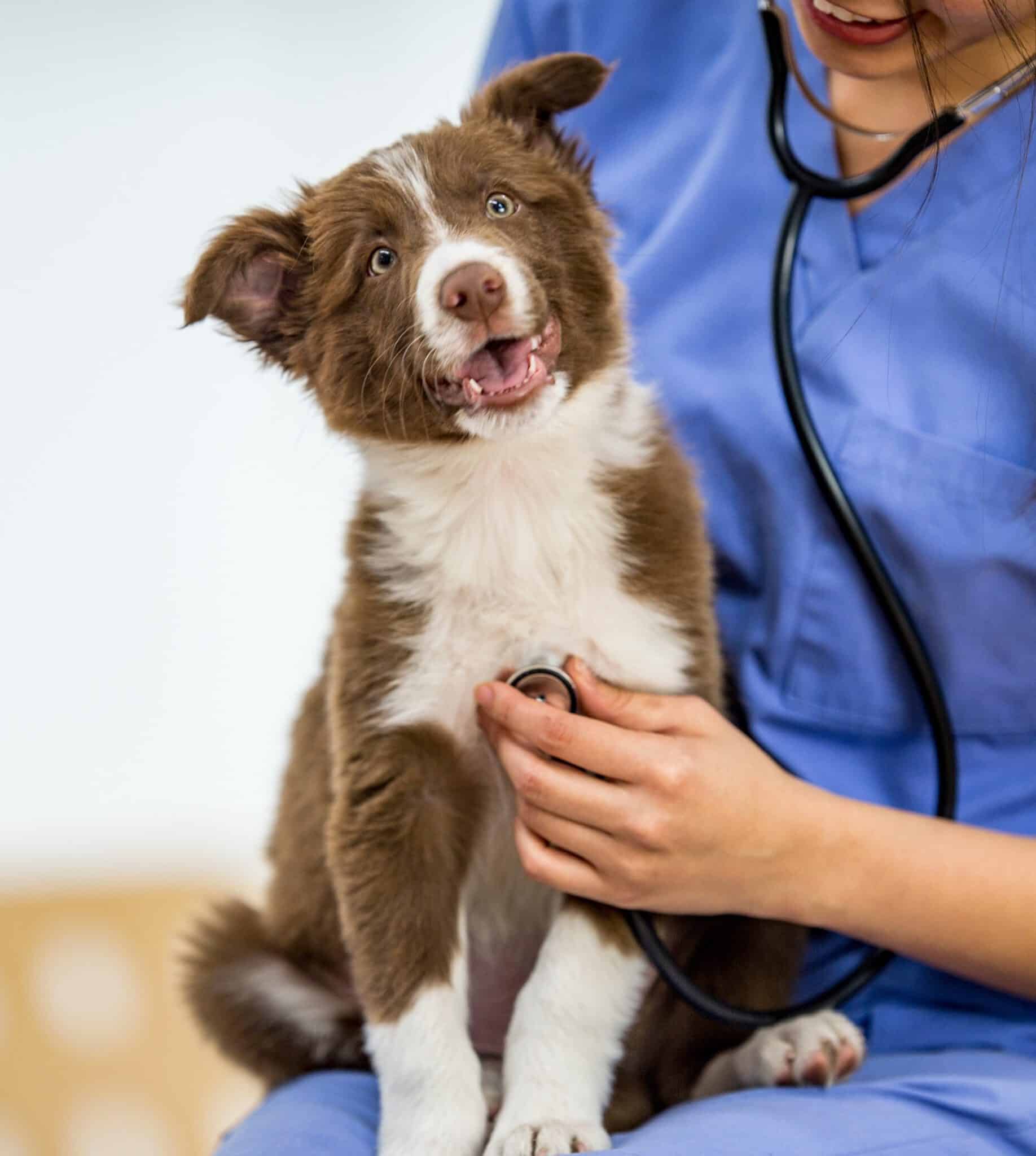 tierversicherung hansemerkur tierarztrechnung einreichen