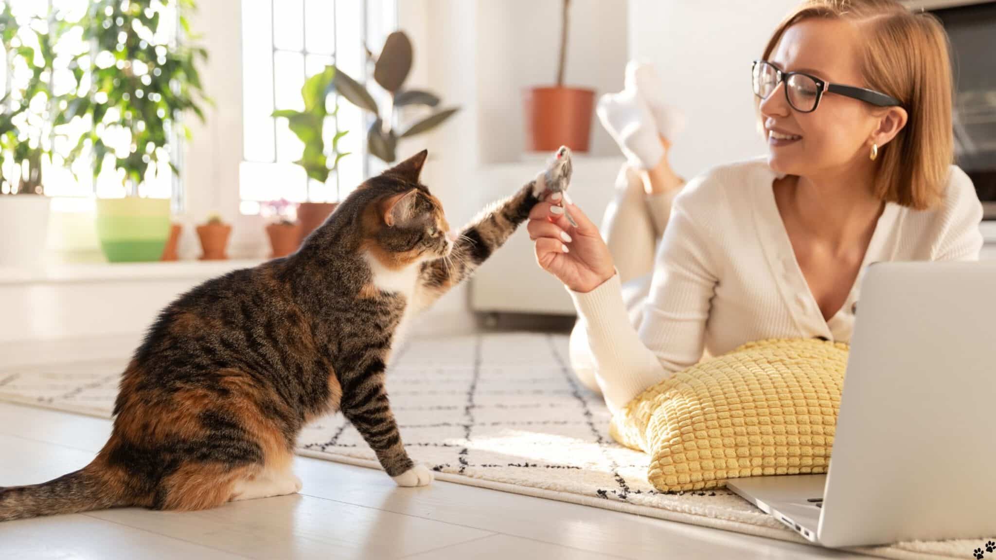 hansemerkur katzenversicherung katzenkrankenversicherung