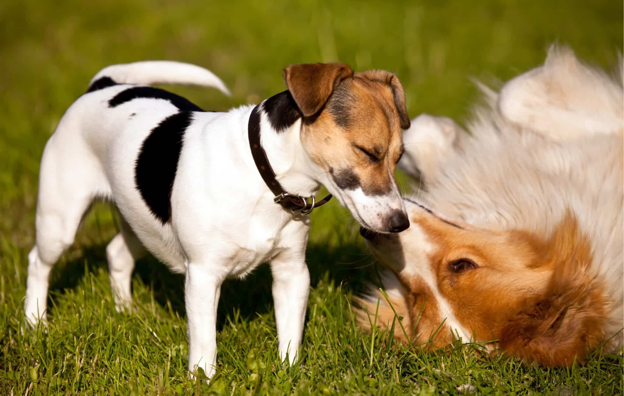 hansemerkur hundehaftpflicht abschließen