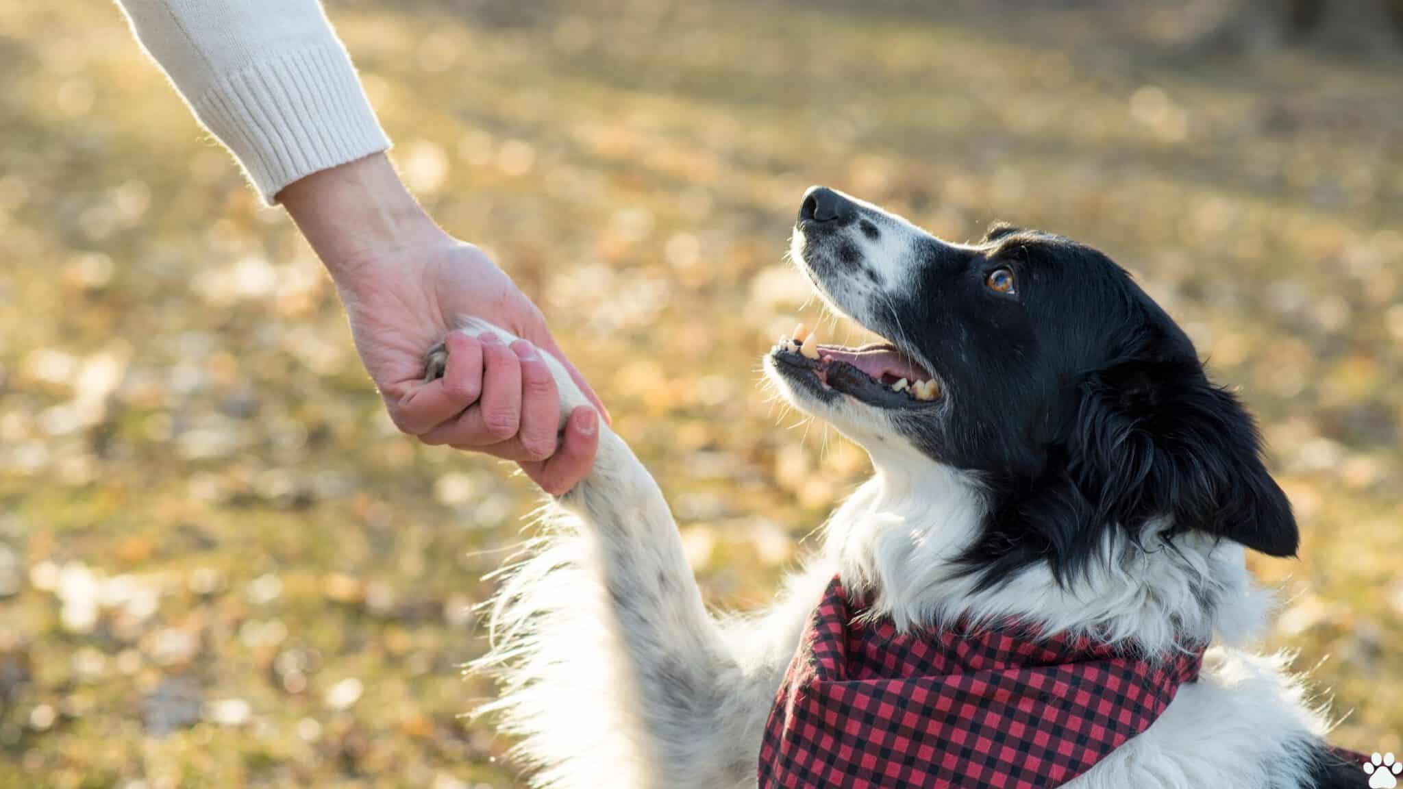 hansemerkur hundeversicherung