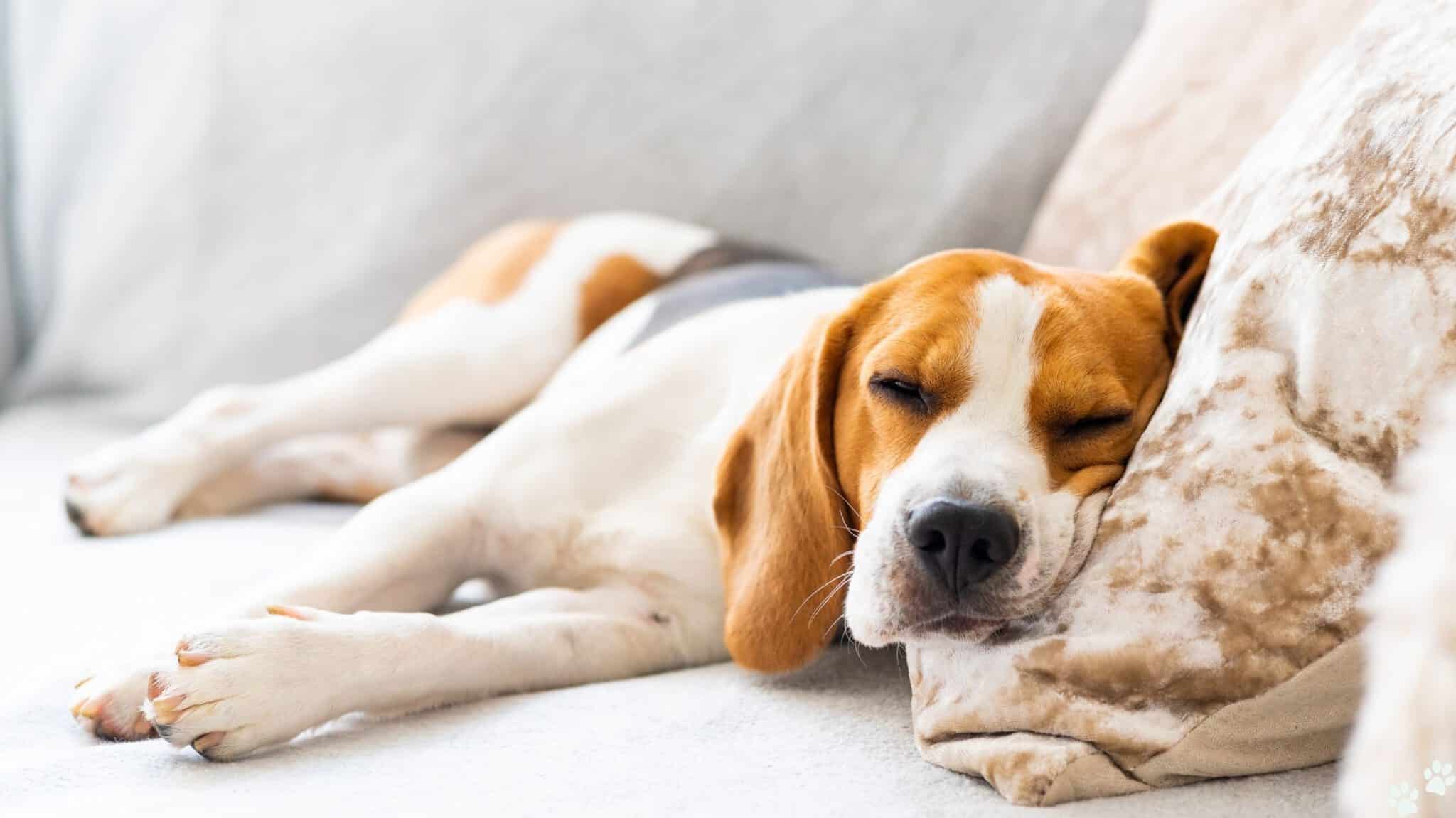 hundekrankenversicherung hundeversicherun